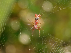 Micrathena swainsoni