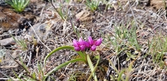 Allium scilloides