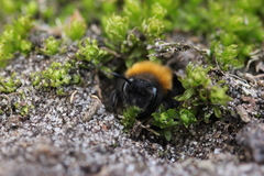 Andrena