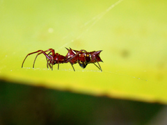 Micrathena swainsoni