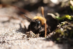 Andrena