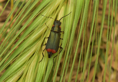 Malachius stolatus