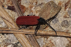 Benibotarus alternatus