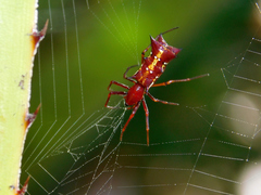Micrathena swainsoni