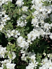 Exochorda