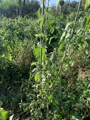 Leonotis nepetifolia africana