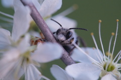 Andrena