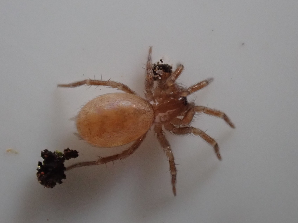 Hahnia helveola