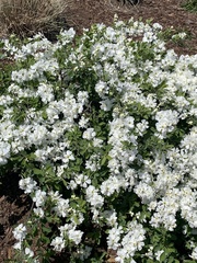 Exochorda