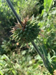 Leonotis nepetifolia africana