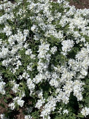 Exochorda