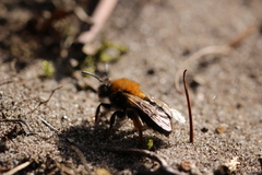 Andrena