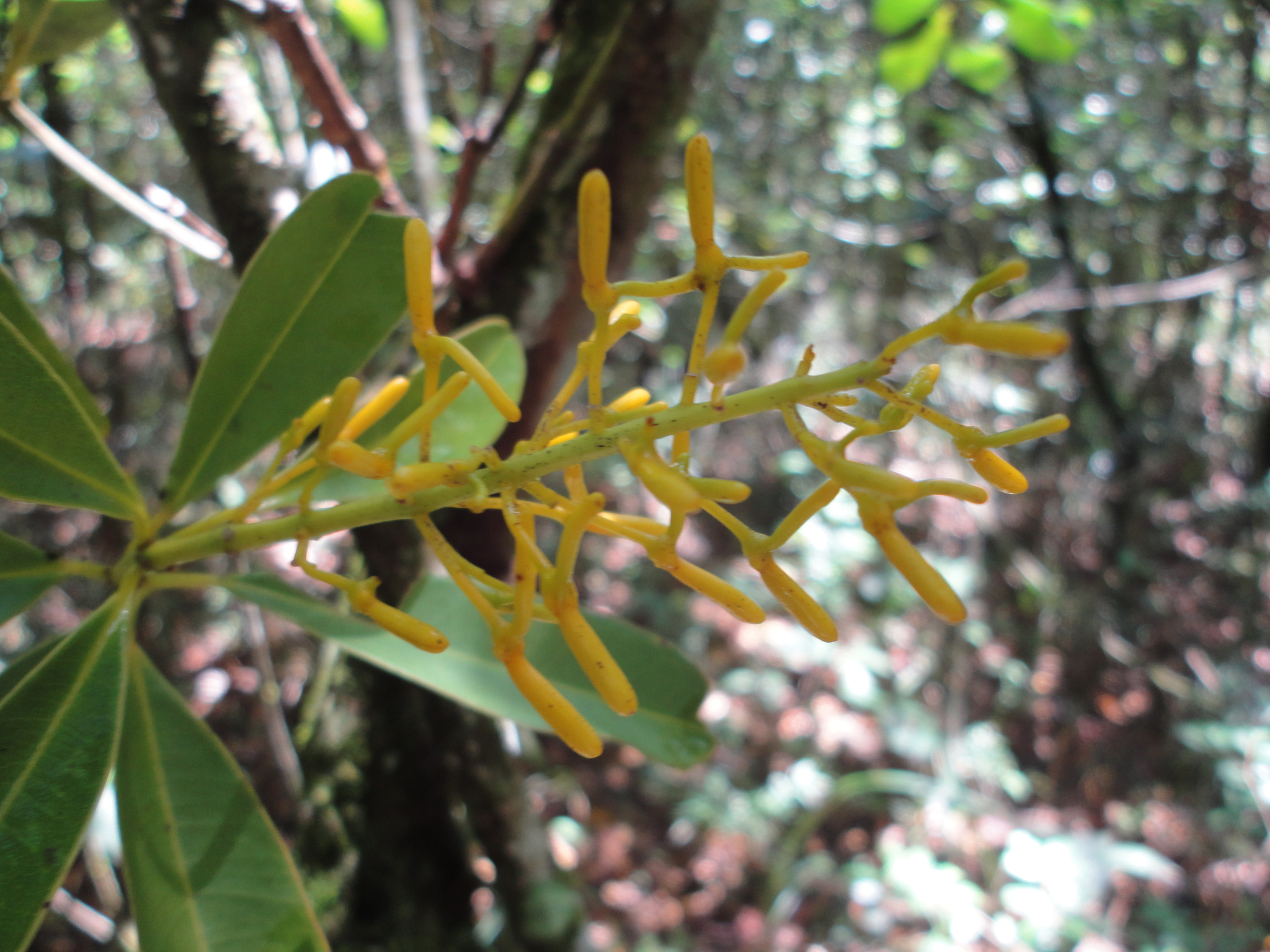 Vochysia tucanorum