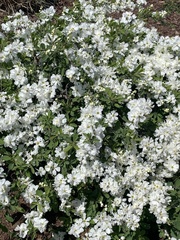 Exochorda