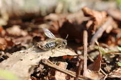 Andrena clarkella