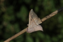 Procinnus