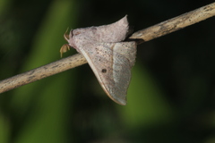 Procinnus