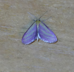 Leptostales laevitaria