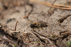 Andrena clarkella