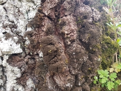 Ricasolia amplissima