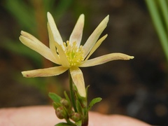 Knowltonia anemonoides