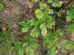 Knowltonia anemonoides