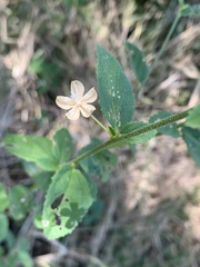 Hibiscus micranthus
