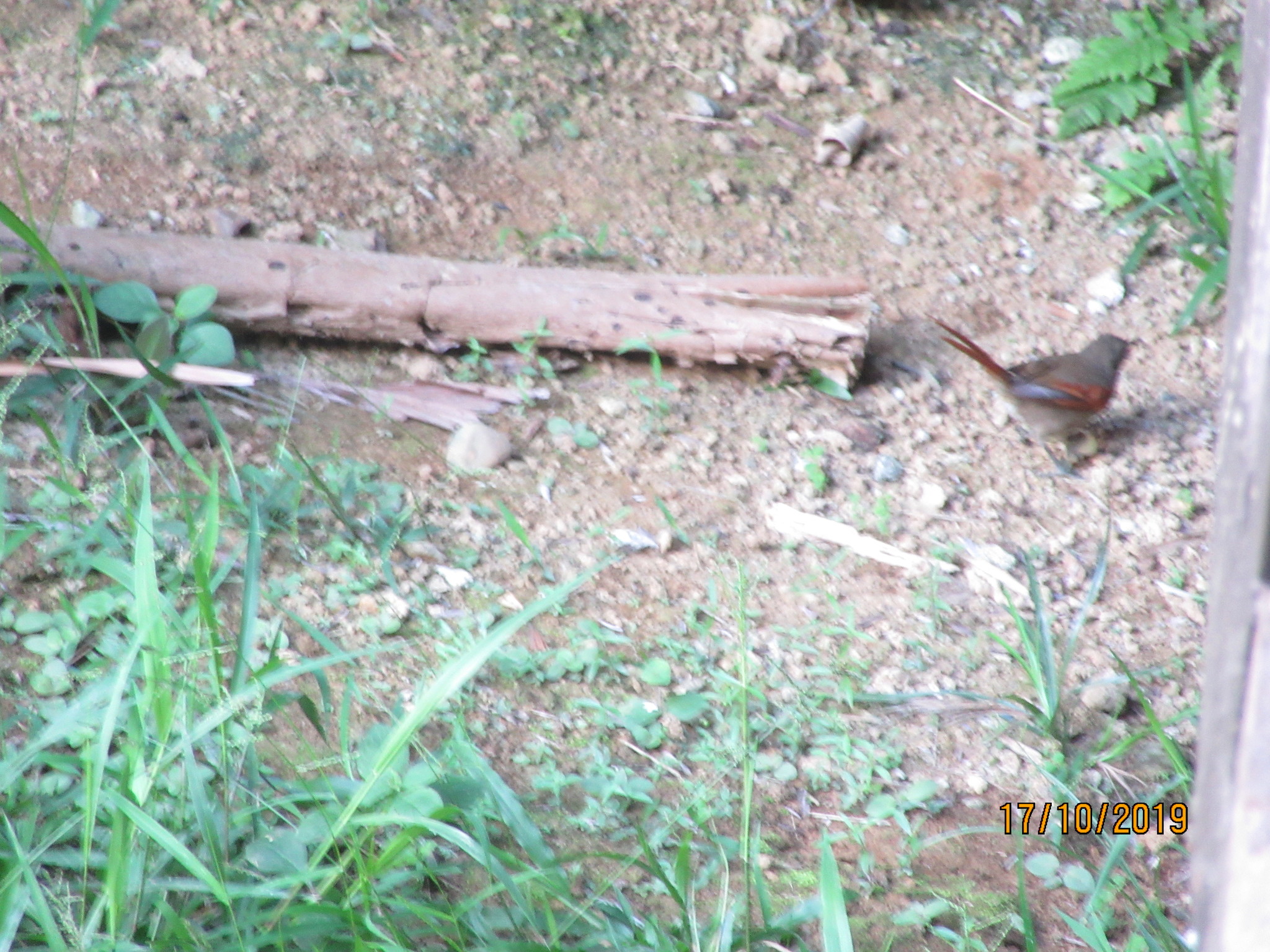 Plain-crowned Spinetail (Synallaxis gujanensis), photo 4