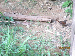 Synallaxis gujanensis