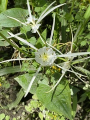 Hymenocallis occidentalis