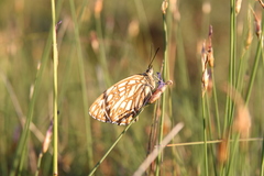 Melanargia occitanica