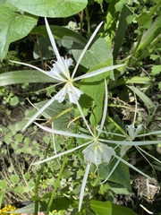Hymenocallis occidentalis
