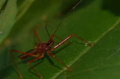 Rocconota tuberculigera