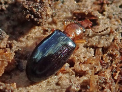 Salpingus ruficollis