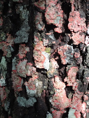 Copaifera langsdorffii