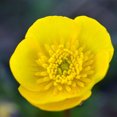 Ranunculus alberti