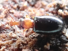 Salpingus ruficollis
