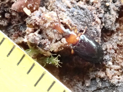 Salpingus ruficollis