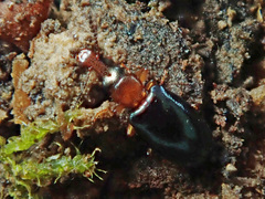 Salpingus ruficollis
