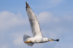 Larus michahellis