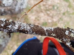 Melanohalea exasperata