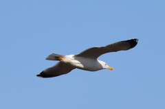 Larus michahellis