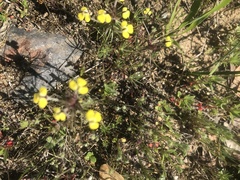 Triphysaria eriantha