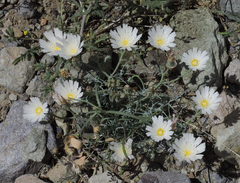 Calycoseris wrightii