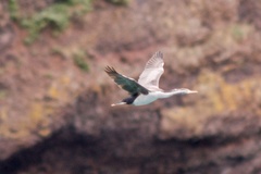 Phalacrocorax punctatus punctatus