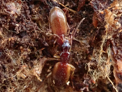 Oxypselaphus obscurus