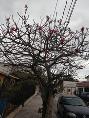 Pseudobombax ellipticum