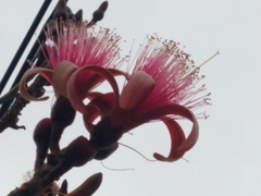 Pseudobombax ellipticum