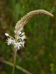 Bulbinella trinervis