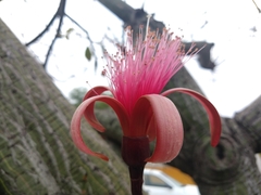 Pseudobombax ellipticum